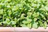 Mäta: Aromatická liečivá bylina vo vašej vlastnej záhrade