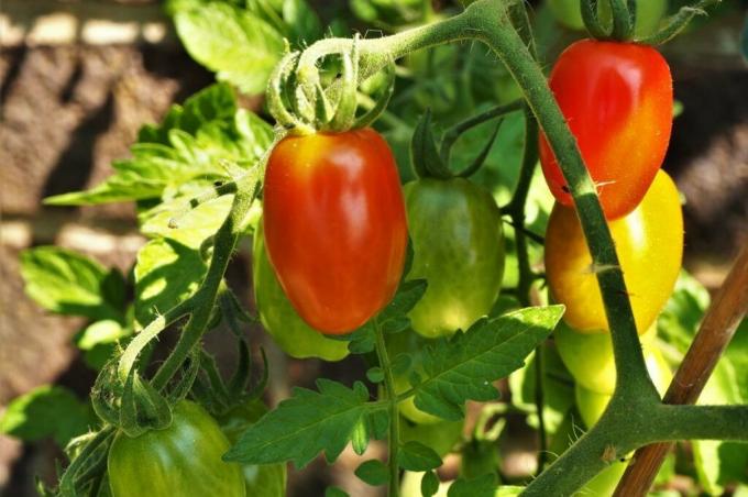 Variedade de tomate 'Romello'