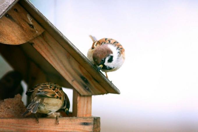 Τα πουλιά πετούν τροφή από την τροφοδοσία πουλιών