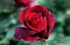 赤いバラ：15の最もロマンチックな品種