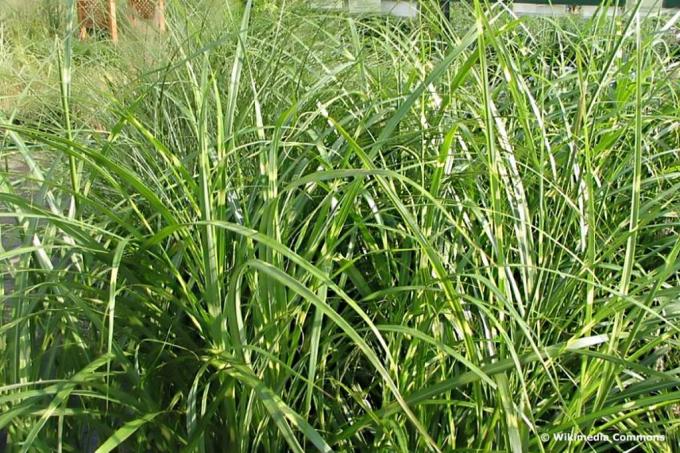 Fine-stalked Chinese reed 'Gracillimus' (Miscanthus sinensis), tall grass