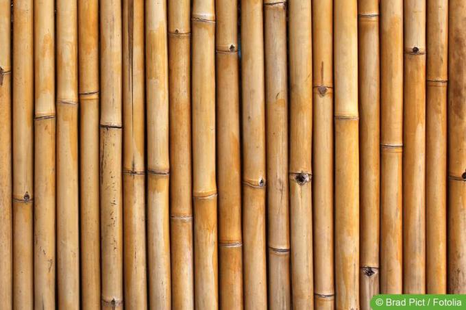 Element ograje iz bambusa kot zaslon za zasebnost