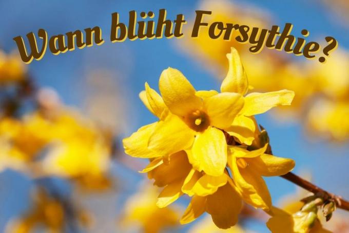 Λουλούδι Forsythia - τίτλος