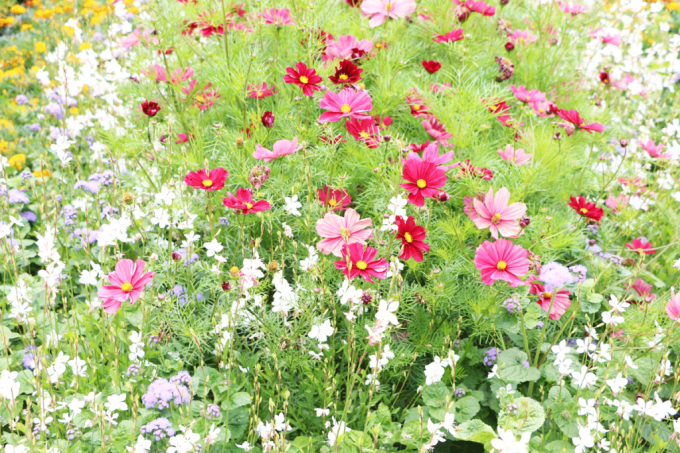 Various flowers