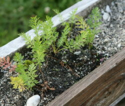 somewhat stunted young caraway plants window box