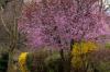 Plantez des cerisiers d'ornement: début en mai, feu d'artifice en automne