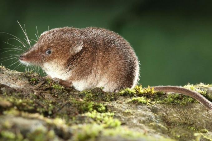 Druhy myší - piskor lesný - Sorex araneus