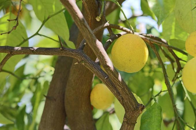 Citronu koks ar dzelteniem citrona augļiem