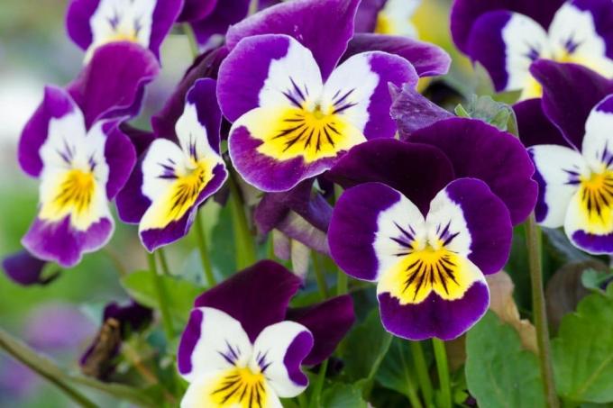 Βιολέτα με κερασφόρο (Viola cornuta)
