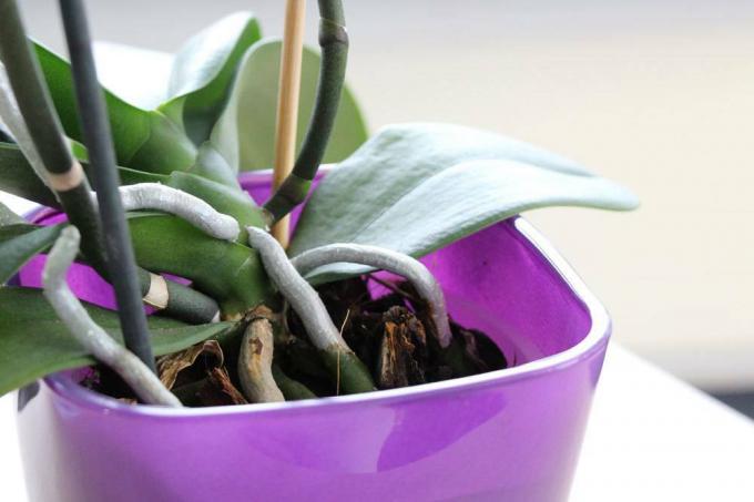 Zachowaj orchideę w kulturze szklanej