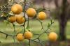 Hibernerende citrusplanter: sådan fungerer det
