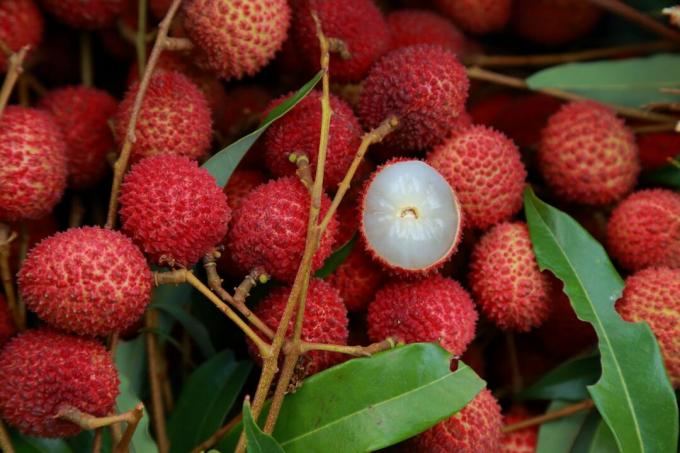 Flesh of the lychee under the red peel