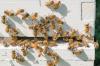 Un essaim d'abeilles sans reine: une aide peut être nécessaire