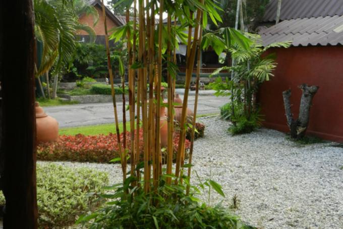 bambusa dārzs