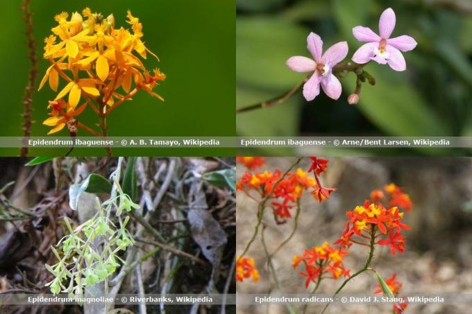Orkide türleri, epidendrum
