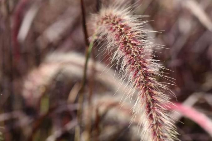 ბუმბულის ბალახის ბალახი - Pennisetum Grass
