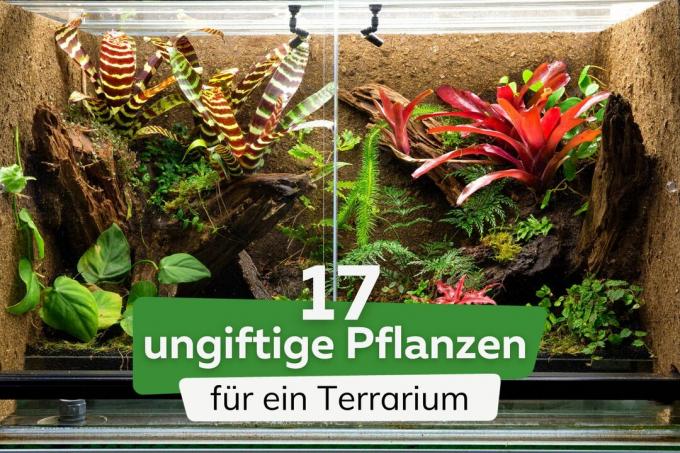 ikke-giftige planter til en terrariumtitel