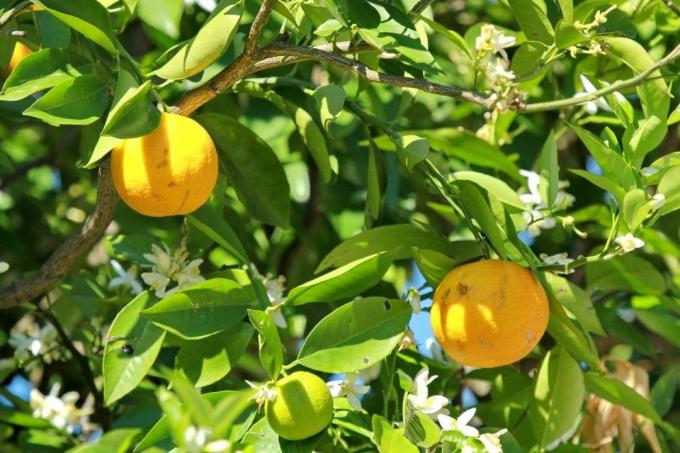 Orange (Citrus × sinensis L.)