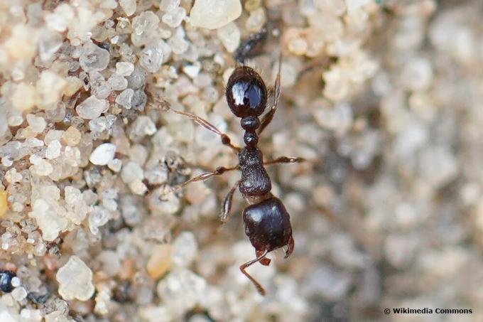 Обични мрав на травњаку (Тетрамориум цаеспитум)