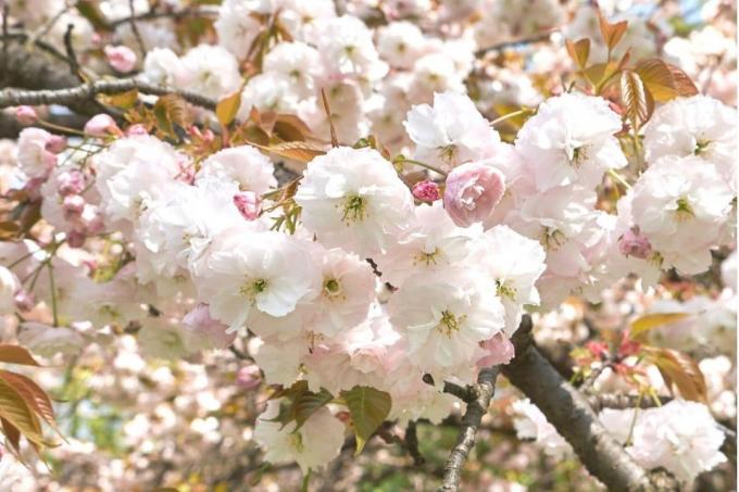 白い花と観賞用の桜