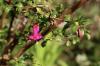 Fuchsia soorten: hangende & staande fuchsia's