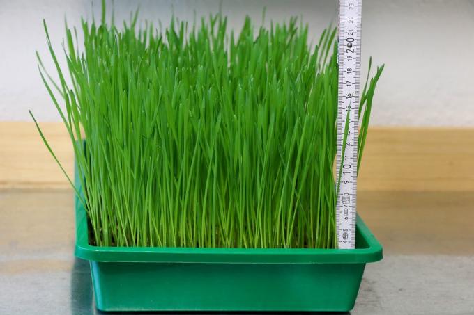Misura l'altezza dell'erba cipollina