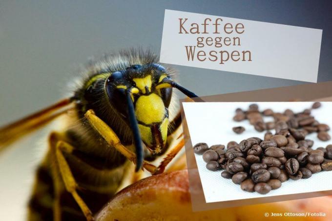 Koffie tegen wespen