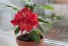Fertilize o hibisco: dicas de cuidados para a floração perfeita