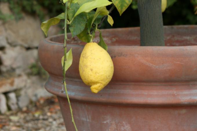 Tétranyques du citronnier