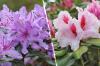 Rhododendron varieties overview: 15 rare, old species and new hybrids