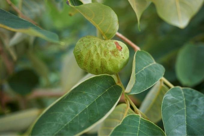 Z'li meyve: elma şekeri (Annona cherimola)
