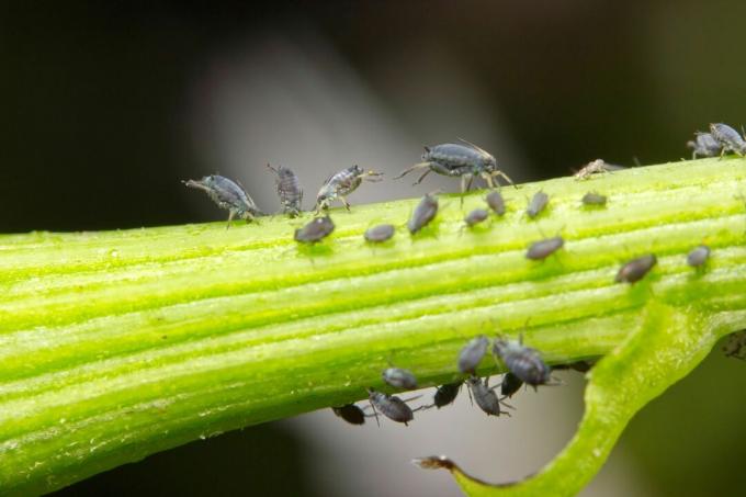 Aphids on plant stems