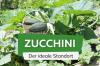 Zucchini-placering: den trives særligt godt her