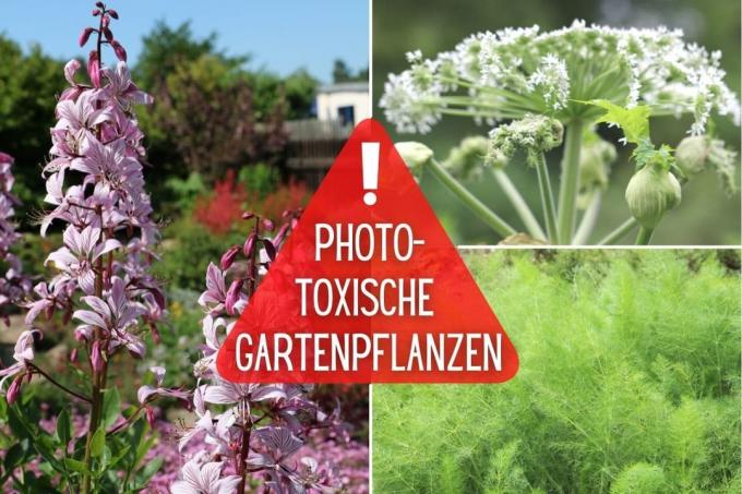 Phototoxic plants in the garden
