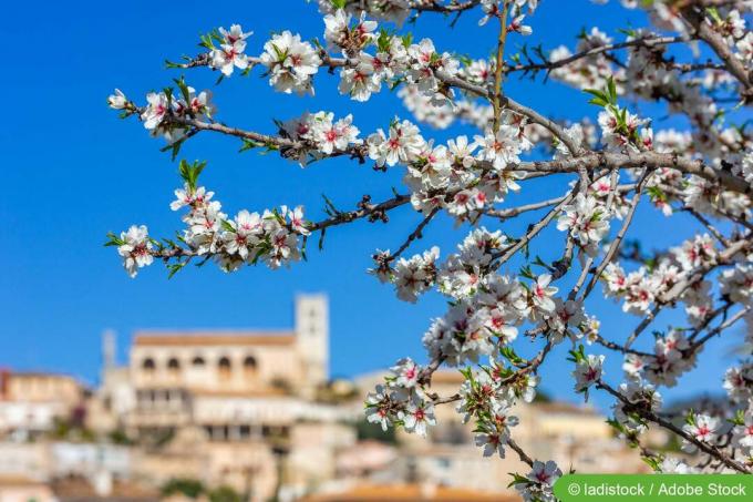 Floare de migdal în Mallorca, vedere la Selva