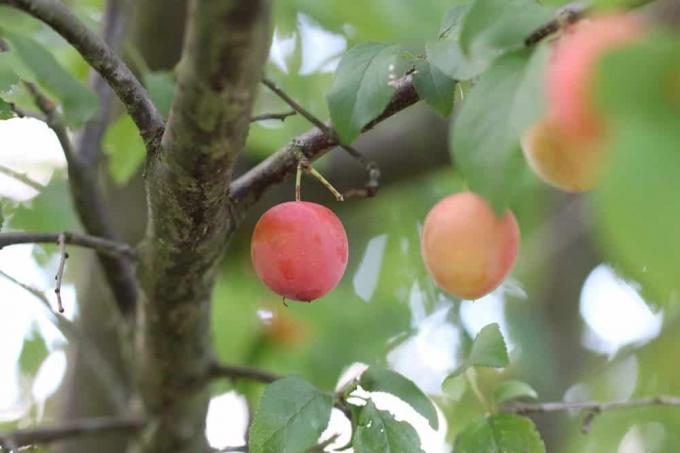 มิราเบลล์ - Prunus domestica