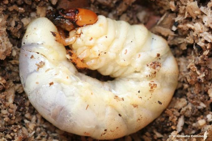 Larva chrobáka - roháč (samica)