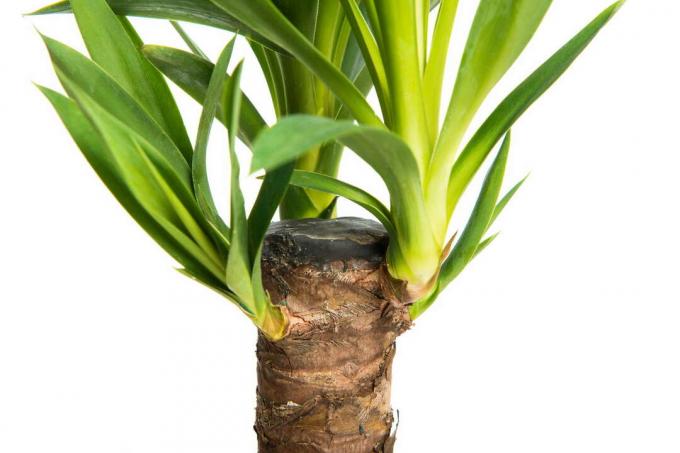 Brotos de yucca palm