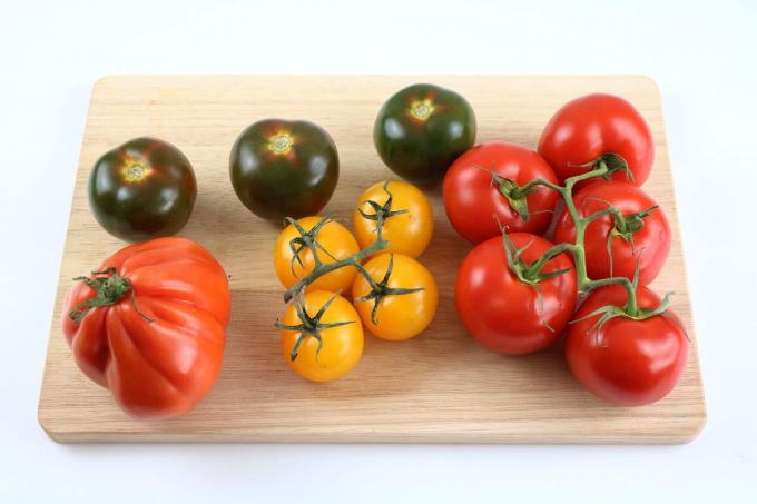 zbiór pomidorów