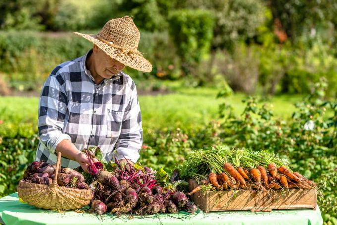Petani dengan wortel dan panen bit Petani toko pertanian dengan topi jerami
