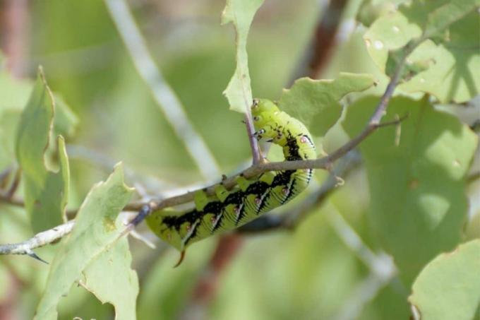 Ligusterhauk, larve med brodd