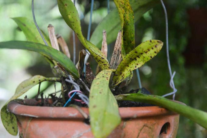 Плями орхідеї на листках