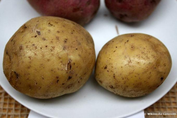 Varietà di patate Adretta