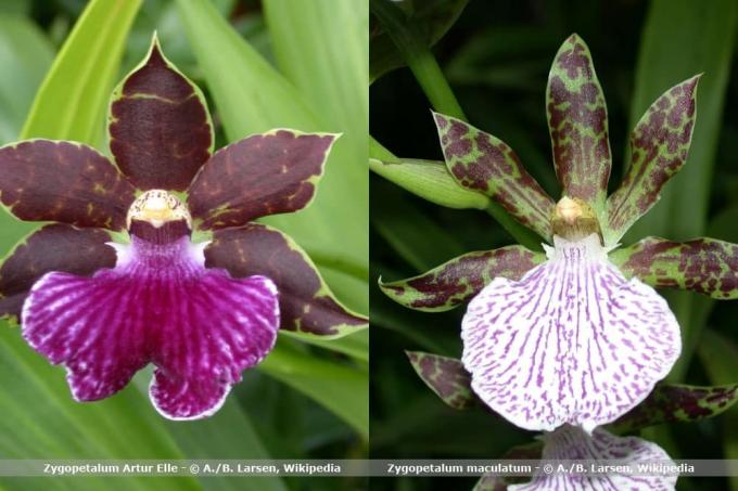 Orchideeënsoort Zygopetalum maculatum