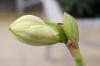Amaryllis „hibernujúci“: toto je správny spôsob prezimovania cibule