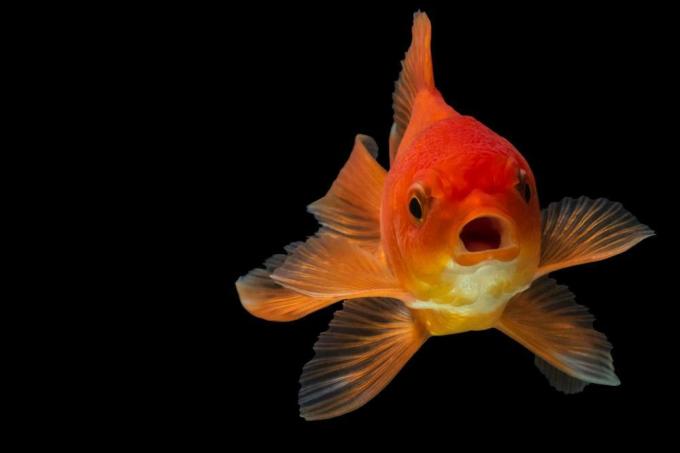 Zlaté rybky potřebují dostatek kyslíku