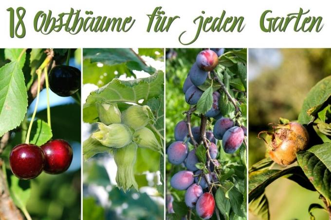 Alberi da frutto per ogni giardino
