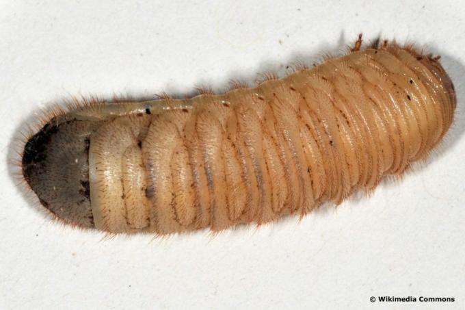 Böcek larvaları - altın gül böceği