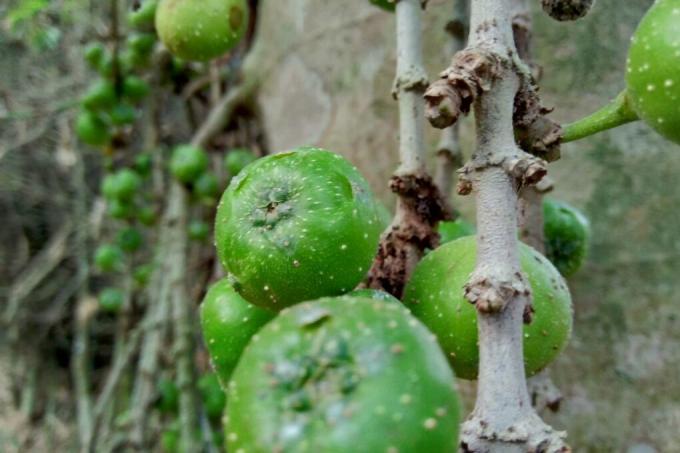 vijgenboom-verliest-vruchten