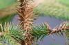 Medinė eglė, Araucaria heterophylla, Norfolko eglė
